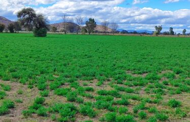 RANCHO/TERRENO 4.8 HAS PARA SIEMBRA O INVERNADERO